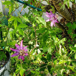 Pack 2 Passion Flower Plants Live, Passiflora Vine Well-Rooted, 5-7 Inch Tall Climbing Vine for Garden Trellises and Fences, No Pot (Lavender Passion Flower)