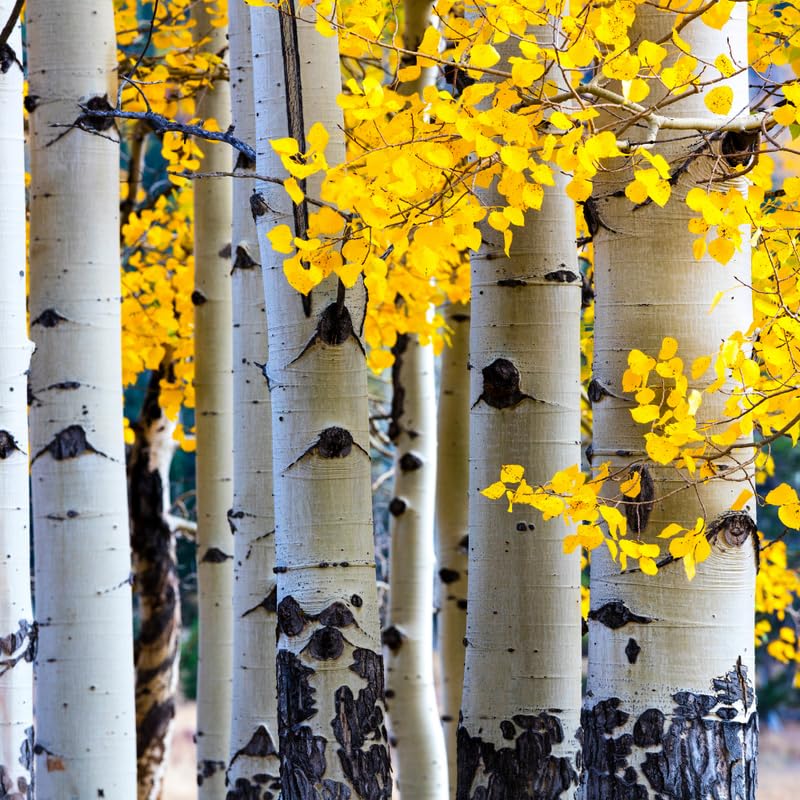 Quaking Aspen Tree Seedlings 18-24 Inches, Yard and Garden Planting, Hardy, Vibrant Fall Foliage