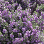 4 Fragrant Sage Salvia Live Plants, Planting in Spring Sage Plants Live, 5 to 10 Inches in Tall, Change Color (Texas)