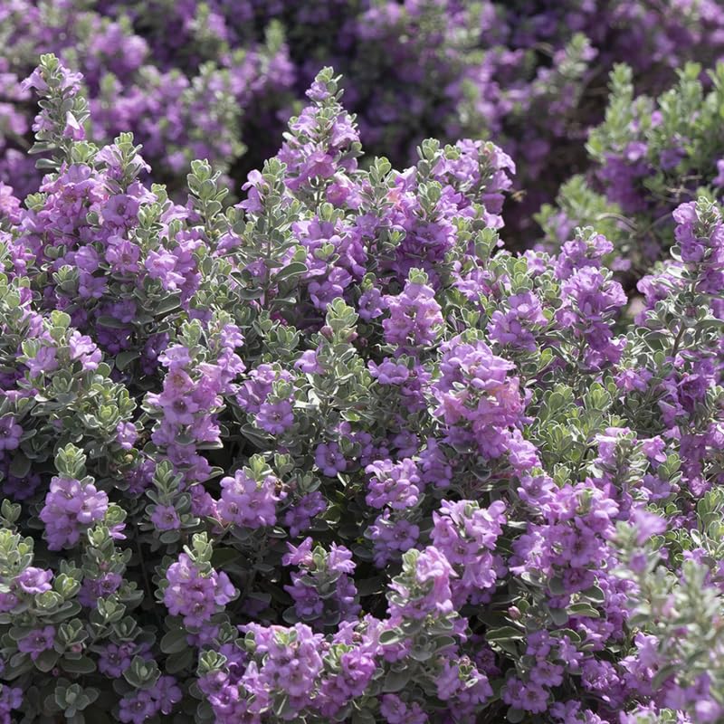 4 Fragrant Sage Salvia Live Plants, Planting in Spring Sage Plants Live, 5 to 10 Inches in Tall, Change Color (Texas)