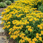 3 Yellow Milkweed Plant Live, Asclepias Tuberosa Butterfly Bush, 4-8"