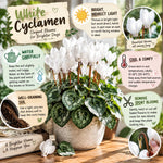 White Cyclamen Plant Live, Flowering Houseplant, 4" Pot