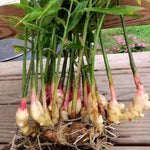 4 Ginger Plants Live for Planting, Live Ginger Plants, 4 to 6 Inches Tall, Ginger Live Plant, Live Plant Ginger, Herb Plants for Garden