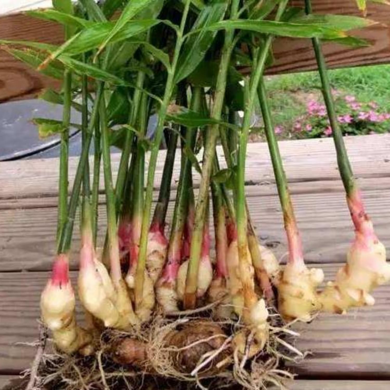 4 Ginger Plants Live for Planting, Live Ginger Plants, 4 to 6 Inches Tall, Ginger Live Plant, Live Plant Ginger, Herb Plants for Garden