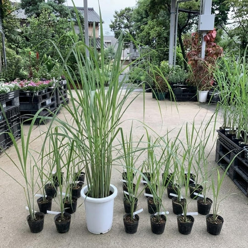 1 Pot Lemongrass Plants Live for Outdoor, 10 Inc Tall Lemon Grass Live Plants in Pot, Live Lemon Grass Plants