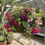 Set 2 Assorted Fuchsia Plants Live 2-5 Inches Tall, Colorful Hanging Flower Plants for Patio, Garden and Containers