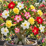 2 Mix Desert Rose Live Plants, Adenium Succulent, 4-6" Tall
