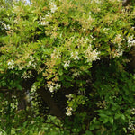 20 Privet Hedge Plants, 1-1.5 Feet Tall Bare Roots Ligustrum Plants, Shrub Plant Tree, Privet Tree Live Plant
