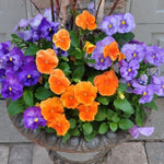 Mix Pansy Plants, Coloful Pansies Plant in 4 Inch Pot, Annual Flower Plant, 4-6" Tall Plants for Garden