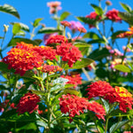 Pack 2 Lantana Live Plants for Planting, Hardy Perennial Lantana Bushes Well Rooted 4-7 Inches, Assorted Blooms (Red Flowers)