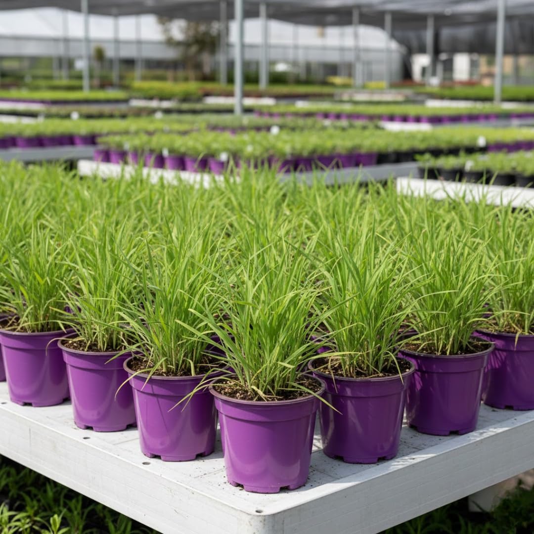 Set 4 Live Lemongrass Plants for Outdoor Planting, 10 Inc Tall Lemon Grass Live Plant, Live Lemon Grass, Lemon Grass Plants, Live Lemongrass Plant, Live Lemongrass Plants in Pot