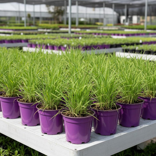 10 Lemon Grass Live Plants for Outdoor Spring Planting, Annuals, Stalks Lemongrass Plants Perennial Live Outdoor for Growing