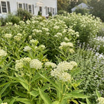 3 White Milkweed Plant Live, Asclepias Tuberosa Butterfly Bush, 4-8"