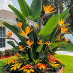 Blue Orange Bird of Paradise Live Plant, Vibrant Tropical Houseplant Flowers Strelitzia Reginae Size 5 to 9 Inc Tall, No Pot, Well-Rooted, Hardy
