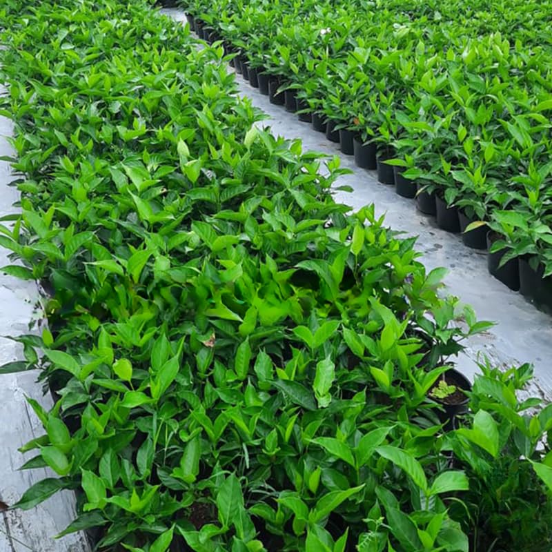 3 Climbing Jasmine Live Plants for Indoor Outdoor Planting, Assorted Jasmine Plants Live, Fragrant, 5-8" in Tall, Hardy
