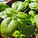 1 Pot of Basil Plant Live, 2 Plants per Pot, 4-8” Tall Basil Culinary Herb, Fragrant Large Leaf