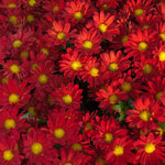 Pack 3 Red Chrysanthemum Plants, Mums Plants Live, 3 to 6 Inch Tall Garden Mum Live Plant, Vibrant Fall Blooms, Hardy Chrysanthemum Flowers, No Pot