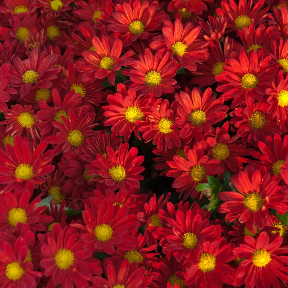 Pack 3 Red Chrysanthemum Plants, Mums Plants Live, 3 to 6 Inch Tall Garden Mum Live Plant, Vibrant Fall Blooms, Hardy Chrysanthemum Flowers, No Pot