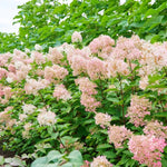 2 White to Pink Hydrangea Bushes Live Plants, Well Rooted, Dormant Hydrangea Tree Shrub 4-7 Inches for Planting