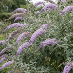 2 Light Blue Butterfly Bush Plants Live, Vibrant Buddleia Plants 4-7 Inches, Colorful Flowering Shrub for Outdoor Garden