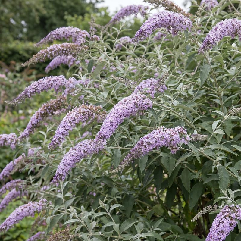 2 Light Blue Butterfly Bush Plants Live, Vibrant Buddleia Plants 4-7 Inches, Colorful Flowering Shrub for Outdoor Garden