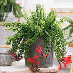 Aeschynanthus Twisted Lipstick Plant Live for Planting in 3 Inches Pot, Curly Lipstick Live Plant to Grow