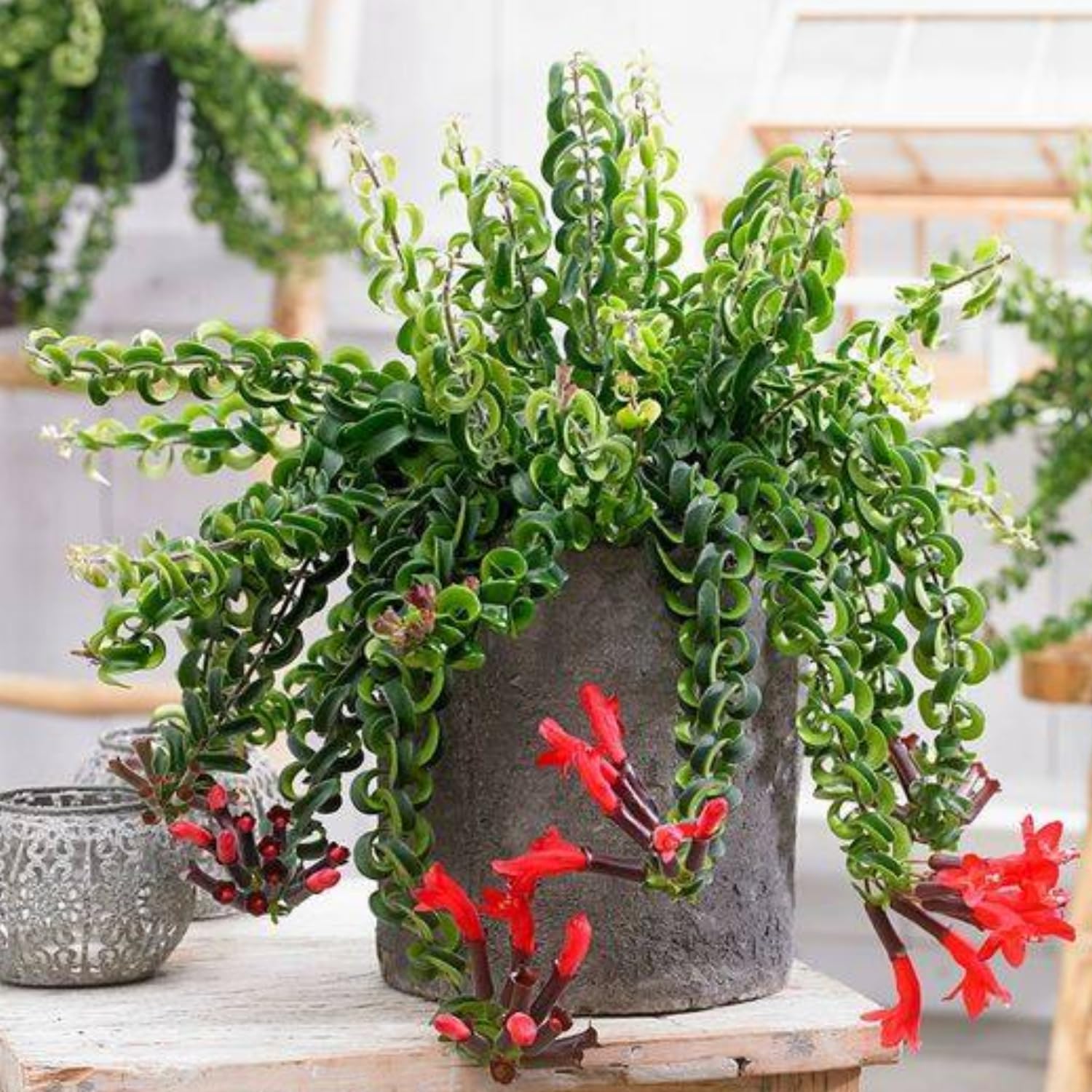 Aeschynanthus Twisted Lipstick Plant Live for Planting in 3 Inches Pot, Curly Lipstick Live Plant to Grow