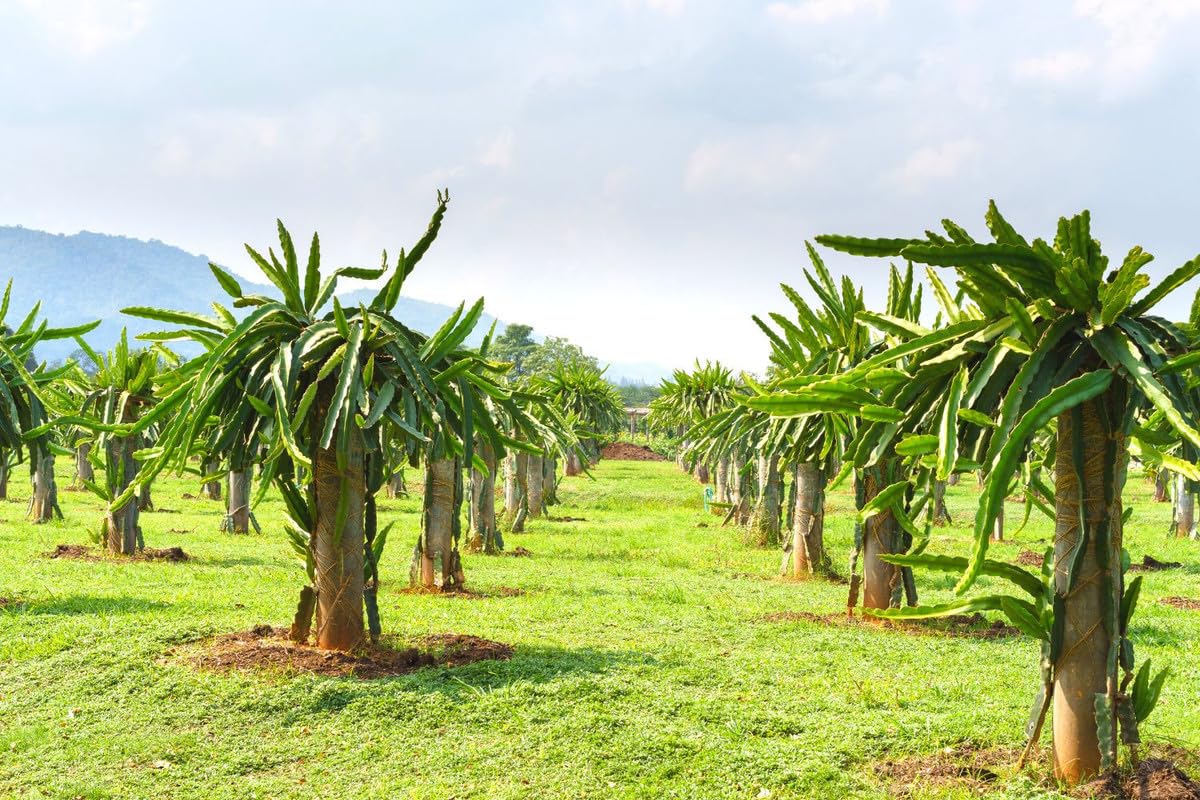 2 Dragon Fruit Plants Live, Live Yellow Dragon Fruit Plant, 4 to 7 Inches Tall, Sweet Fruit Plant, Dragon Fruit Live Plant, Dragon Fruit Starter Plant, Dragon Fruit Well Rooted