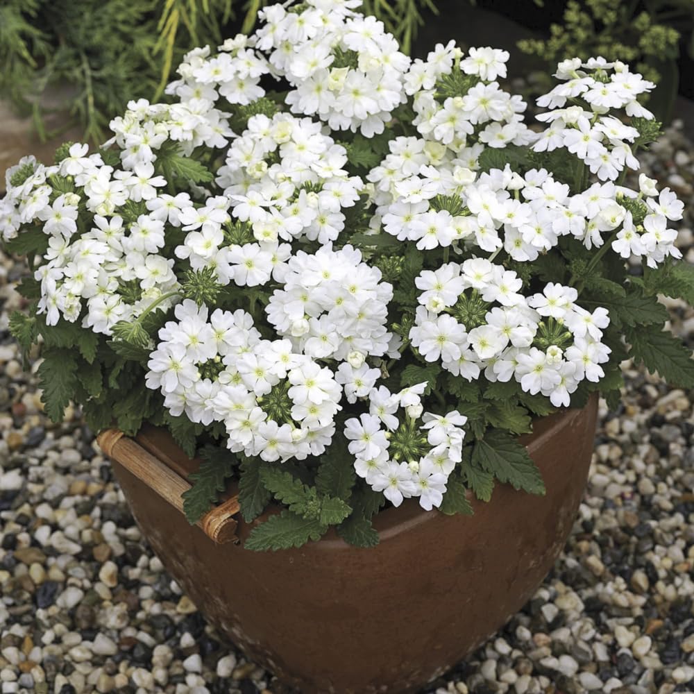 2 White Verbena Live Plants, Trailing Verbena Plants for Planting Outdoor, Perennial Ground Cover Flowers 4-7 Inches