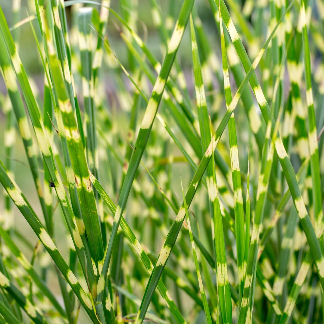 Ornamental Grass Seedlings Live Plant, Fully Rooted Pruned Back to 5 to 9 Inc in Tall Grasses Live Plants Perennial (White Green Grass)