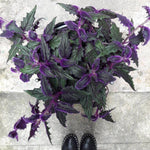 Purple Passion Velvet Plants Live, 4-7 Inc Tall, Gynura Aurantiaca Houseplant, Vibrant Purple Velvet Foliage for Indoor Decor