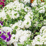 Verbena Plants Live, Verbena Plant from 4-8 Inches Tall, Long Blooming Outdoor Flower Plant for Garden Beds, Hanging Baskets and Containers (White)