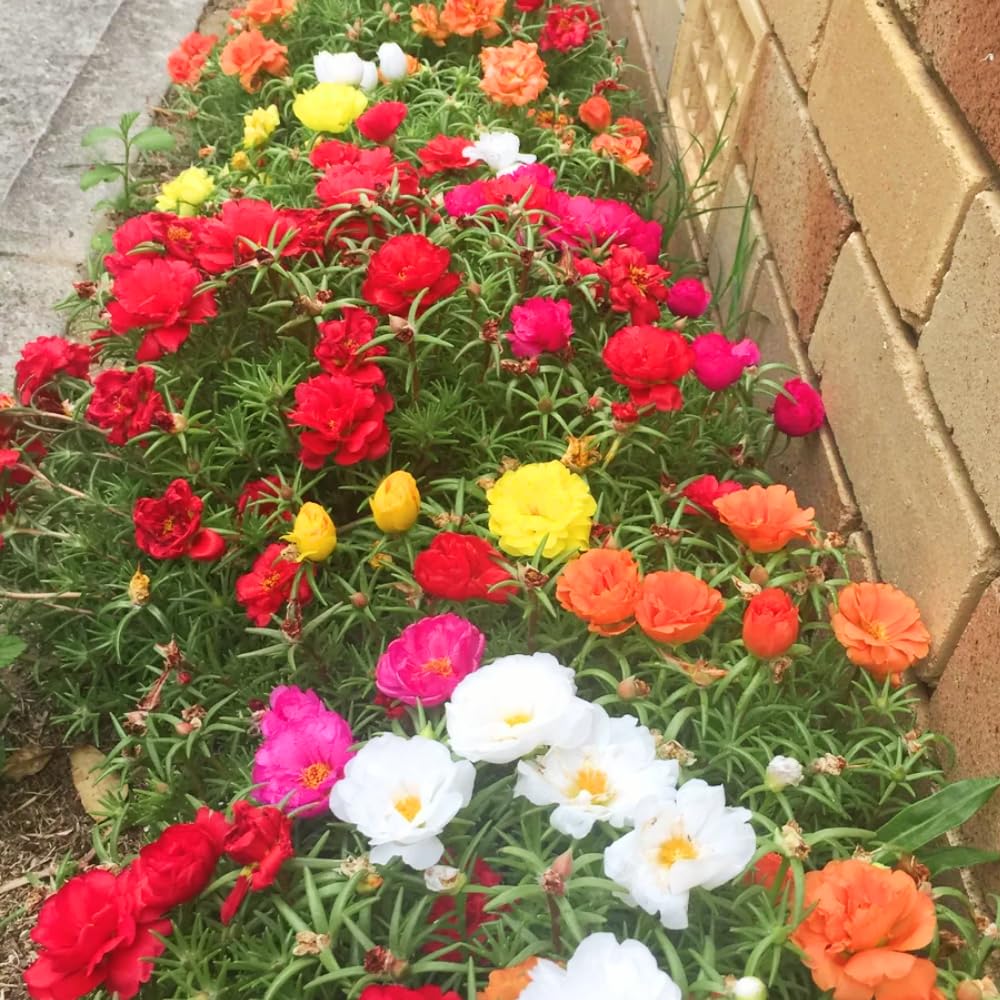 Moss Rose Plants Live, 4-8 Inches Tall, Portulaca Flower Plant, Drought Tolerant Outdoor Ground Cover, Colorful Blooming Succulent for Garden
