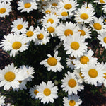 Set 2 of Daisy Plants Live, Yellow White Daisy Live Plant from 4 Inc Tall, Flower Garden Planting