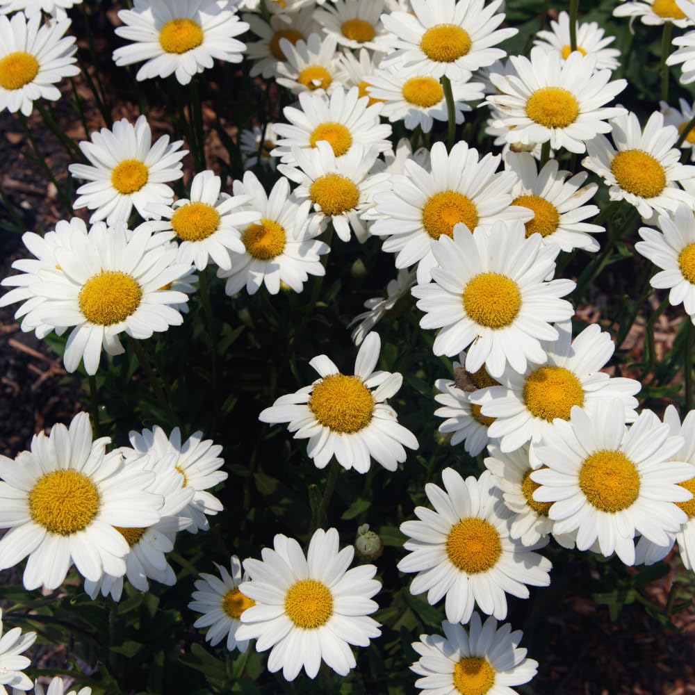 Set 2 of Daisy Plants Live, Yellow White Daisy Live Plant from 4 Inc Tall, Flower Garden Planting