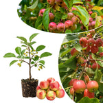 Crabapple Tree Live Plant, Red Apple Fruit Tree, 6 to 10 Inches Tall, Crabapple Tree for Outdoor Growing