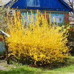 Forsythia Plant Live, 6 to 12 Inches, Lynwood Gold Forsythia Bush Live Plant for Gardening Outdoor