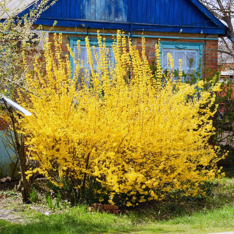 Forsythia Plant Live, 6 to 12 Inches, Lynwood Gold Forsythia Bush Live Plant for Gardening Outdoor