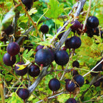 Gooseberry Plant Live for Planting, Gooseberry Bushes Live Plant, 5 to 10 Inc Tall (Black)