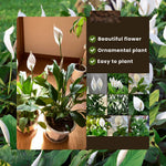 Pack 2 Peace Lily Plants, Peace Lily Houseplant, Well Rooted Indoor House Plant 4-7 Inch Tall, Green Foliage