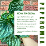 Live Green Peperomia Plant, 3-6 Inches Tall Plant, Live Peperomia Succulents Plants Houseplants, Maintenance Houseplant for Home Decoration