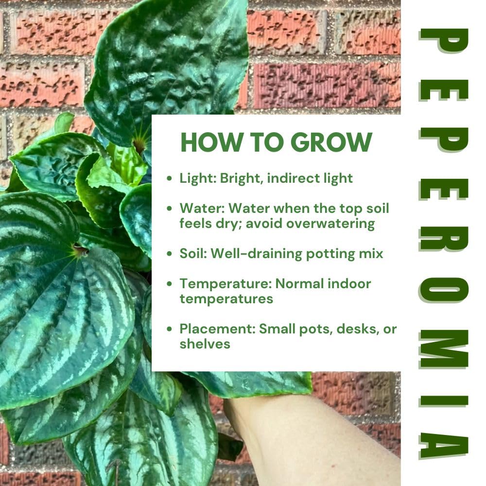 Live Green Peperomia Plant, 3-6 Inches Tall Plant, Live Peperomia Succulents Plants Houseplants, Maintenance Houseplant for Home Decoration
