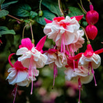 2 Fuchsia Plants Live Hanging Basket, Live Fuchsia Plant, 3 to 5 Inches Starter Plants