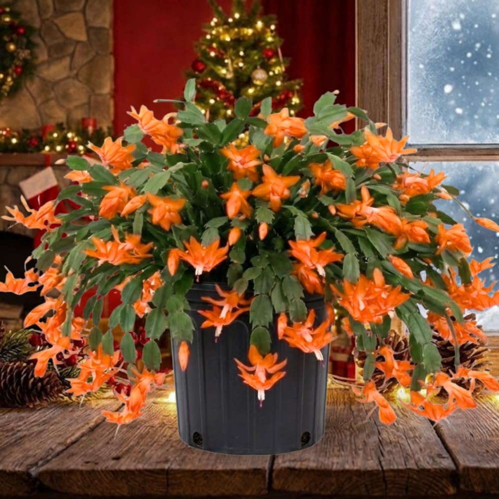 Orange Christmas Cactus Plants Live in 4 Inch Pot, Perennial Christmas Thanksgiving Cactus Plants Potted, Vibrant Flower Holiday Houseplant Indoors Outdoors
