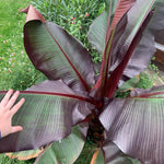 Banana Trees Live Plants from 4 to 6 Inc Long, Red Banana Plants Live for Planting Gardening Outdoor and Indoor, 1 Plant