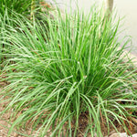 Pack 5 Lemongrass Live Plants, 5-7 Inch Height, Lemongrass Herbs Stalks Well-Rooted, Tropical Grass Plants for Planting Outdoor
