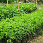 Live Malunggay Moringa Plants in One Pot for Planting, Oleifera Drumstick Horseradish Plants Live, 6 to 8 Inc Tall, Well-Rooted