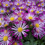 Chrysanthemum Flower Plant, Mums Plant Live, 5 to 7 Inc Tall Chrysanthemum Plants Live for Gardening Outdoor Indoor Planting, Yellow Pink Flower, Mum Live Plant