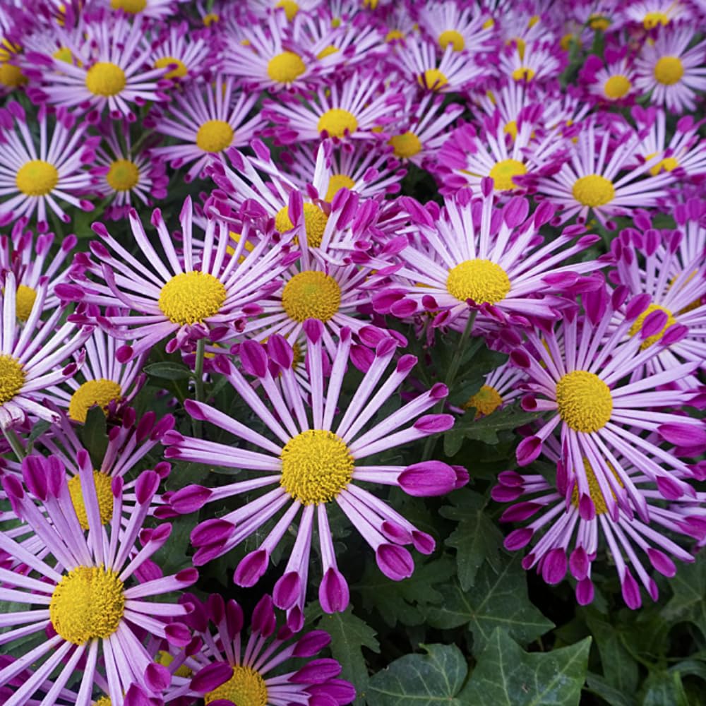 Chrysanthemum Flower Plant, Mums Plant Live, 5 to 7 Inc Tall Chrysanthemum Plants Live for Gardening Outdoor Indoor Planting, Yellow Pink Flower, Mum Live Plant