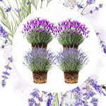 Pack 4 Lavender Plants Live, Lavandula Perennial Plants, 4-8" Height, Fragrant Perennial Flowers, No Pot (Mix Lavender)